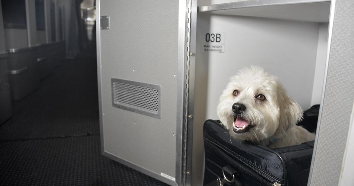 American airlines pet deals carrier